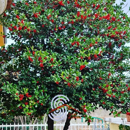 Le Rose Di Santina Guest house *