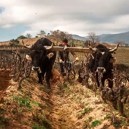 ゲストハウス Le Rose Di Santina *