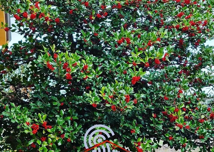 Le Rose Di Santina בית הארחה *